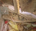 Termite Damage - Isaacs 2 Gladman